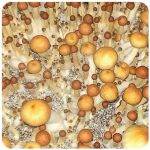 Псилоцибиновые (галлюциногенные)  грибы Psilocybin "Golden Teacher" в Донском