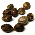 Семена марихуаны АК-47  (Seeds AK-47) в Донском